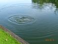 DSC05006